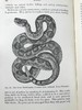 1925年 生物学读本 70幅版画插图 漆布精装32开 商品缩略图10