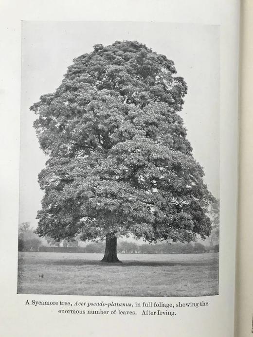 1925年 生物学读本 70幅版画插图 漆布精装32开 商品图2