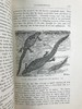 1920年 两栖与爬行动物图鉴 181幅插图 漆布精装大32开 商品缩略图11