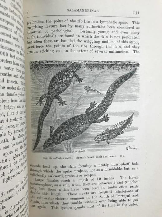 1920年 两栖与爬行动物图鉴 181幅插图 漆布精装大32开 商品图11