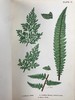 约19世纪后期 兰克斯特夫人《英国蕨类植物图鉴》 16幅套色版画插图 漆布精装32开 商品缩略图9