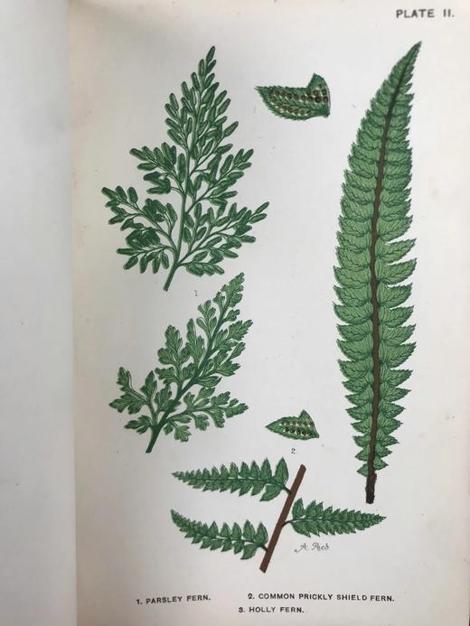 约19世纪后期 兰克斯特夫人《英国蕨类植物图鉴》 16幅套色版画插图 漆布精装32开 商品图9