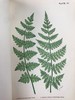 约19世纪后期 兰克斯特夫人《英国蕨类植物图鉴》 16幅套色版画插图 漆布精装32开 商品缩略图8