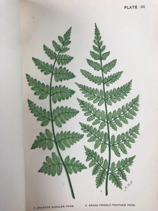 约19世纪后期 兰克斯特夫人《英国蕨类植物图鉴》 16幅套色版画插图 漆布精装32开 商品图8