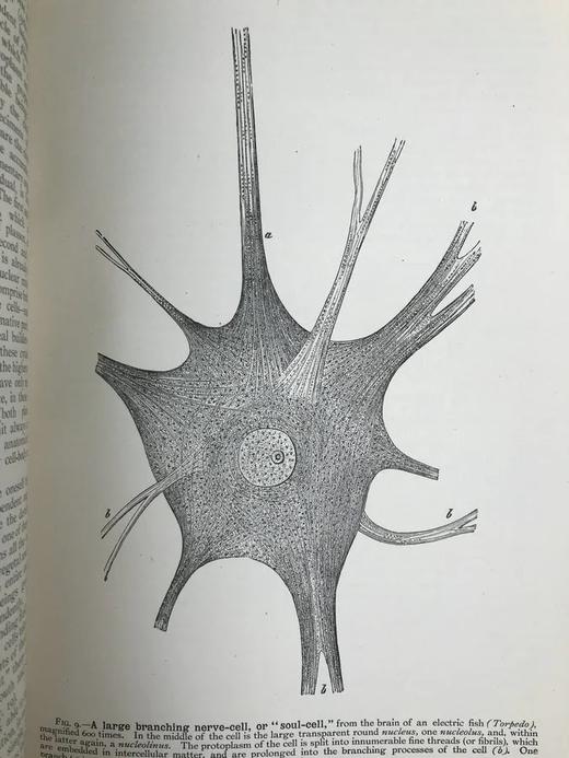 1923年 人类进化的科学研究（全2卷合订本） 408幅版画插图 漆布精装大32开 商品图13