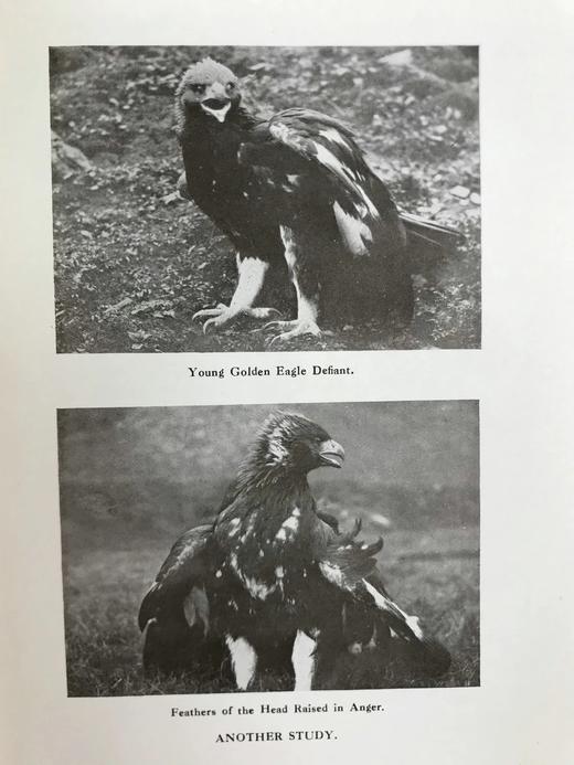 1920年 西顿·戈登《丘陵与峡谷之地：艾奥纳岛与内赫布里底群岛的野生动物》 57幅照片插图 漆布精装18开 商品图10