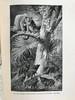 1903年 动物研究 259幅插图 漆布精装32开 商品缩略图8