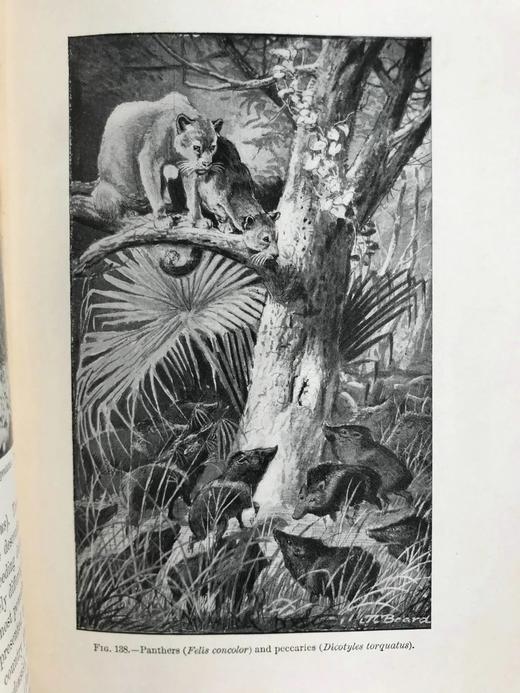 1903年 动物研究 259幅插图 漆布精装32开 商品图8