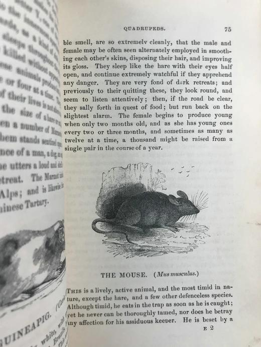 1843年 趣味博物学家 350余幅版画插图 全真皮精装32开 商品图12