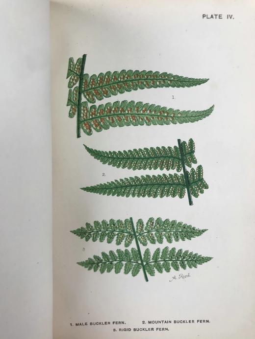 约19世纪后期 兰克斯特夫人《英国蕨类植物图鉴》 16幅套色版画插图 漆布精装32开 商品图7