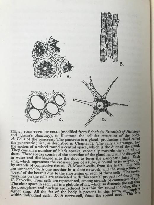 1928年 人体图鉴 27幅插图 漆布精装大32开 书脊封底烫金压花 商品图7