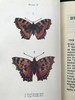 约20世纪早期 蝴蝶与飞蛾图鉴 48幅彩色插图 漆布精装32开 商品缩略图12