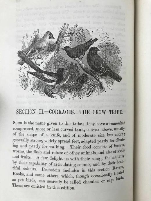 约19世纪后期 笼养鸟类指南 10余幅版画插图 漆布精装36开 商品图13