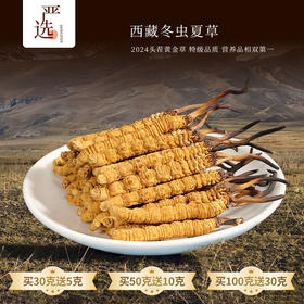 【西藏精品冬虫夏草】黄金虫草王！西藏高海拔 2025头期新草 干净免洗 一年只挖20天！中国科学院溯源！