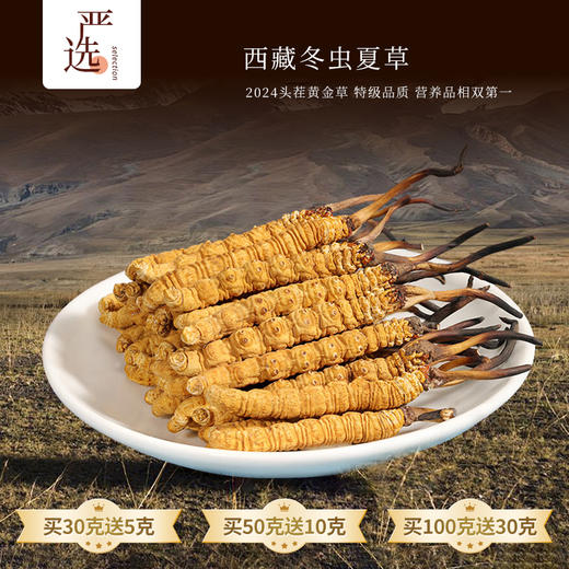 【西藏精品冬虫夏草】黄金虫草王！西藏高海拔 2025头期新草 干净免洗 一年只挖20天！中国科学院溯源！ 商品图0