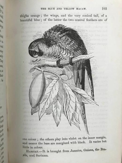 约19世纪后期 笼养鸟类指南 10余幅版画插图 漆布精装36开 商品图10