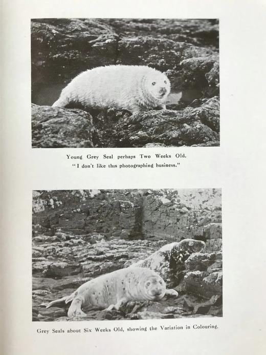 1920年 西顿·戈登《丘陵与峡谷之地：艾奥纳岛与内赫布里底群岛的野生动物》 57幅照片插图 漆布精装18开 商品图14