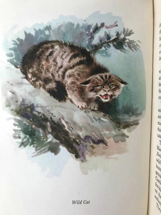 1956年 戴伊《它们行走于野外》 16幅彩色9幅黑白插图 精装大32开 商品图9