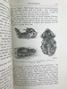 1920年 两栖与爬行动物图鉴 181幅插图 漆布精装大32开 商品缩略图9