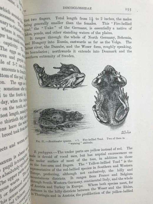 1920年 两栖与爬行动物图鉴 181幅插图 漆布精装大32开 商品图9