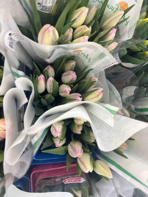 【国产郁金香】粉白色(马卡龙）  约10支/扎 商品图9
