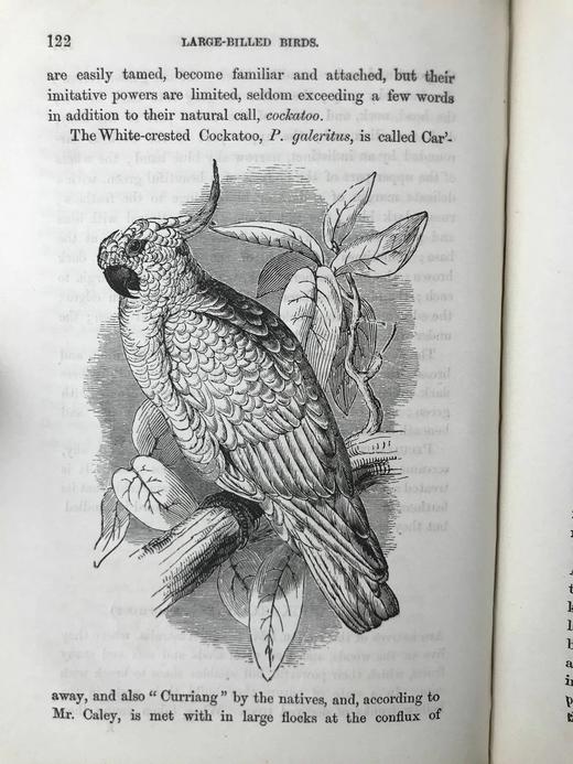 约19世纪后期 笼养鸟类指南 10余幅版画插图 漆布精装36开 商品图9