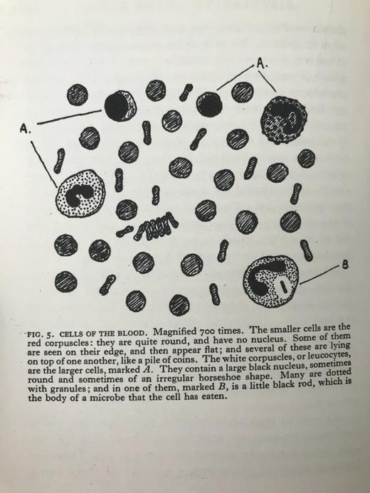 1928年 人体图鉴 27幅插图 漆布精装大32开 书脊封底烫金压花 商品图10