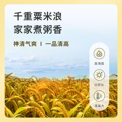 当季黄小米山西沁州黄小米月子米粥软糯香米五谷杂粮礼盒 商品图3