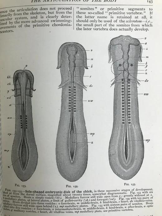 1923年 人类进化的科学研究（全2卷合订本） 408幅版画插图 漆布精装大32开 商品图8