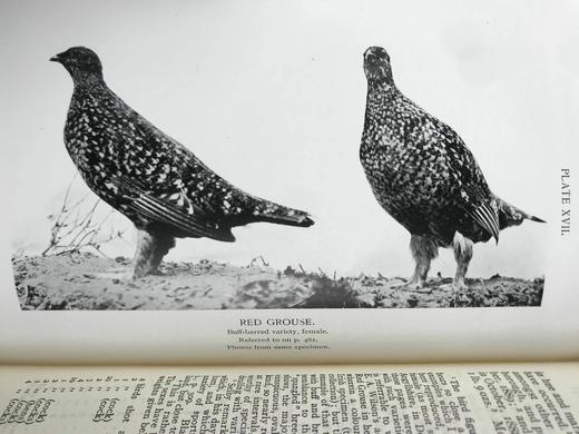 1912年 诺森伯兰和东部边界鸟类图集 27幅插图 漆布精装大32开 商品图12