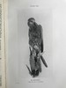 1912年 诺森伯兰和东部边界鸟类图集 27幅插图 漆布精装大32开 商品缩略图3
