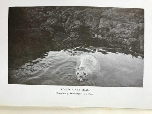 1920年 西顿·戈登《丘陵与峡谷之地：艾奥纳岛与内赫布里底群岛的野生动物》 57幅照片插图 漆布精装18开 商品图13