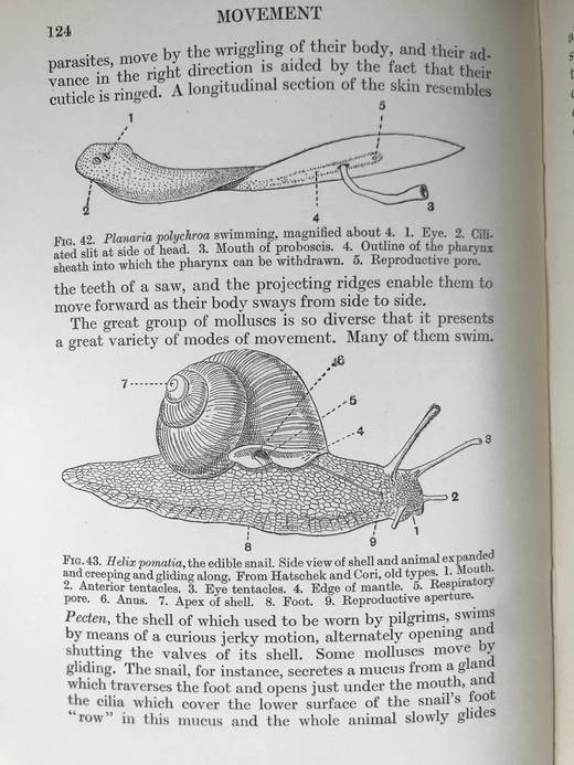 1925年 生物学读本 70幅版画插图 漆布精装32开 商品图13