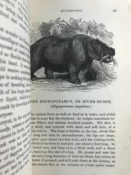 1843年 趣味博物学家 350余幅版画插图 全真皮精装32开 商品图9