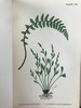 约19世纪后期 兰克斯特夫人《英国蕨类植物图鉴》 16幅套色版画插图 漆布精装32开 商品缩略图4