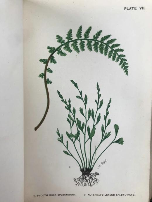 约19世纪后期 兰克斯特夫人《英国蕨类植物图鉴》 16幅套色版画插图 漆布精装32开 商品图4