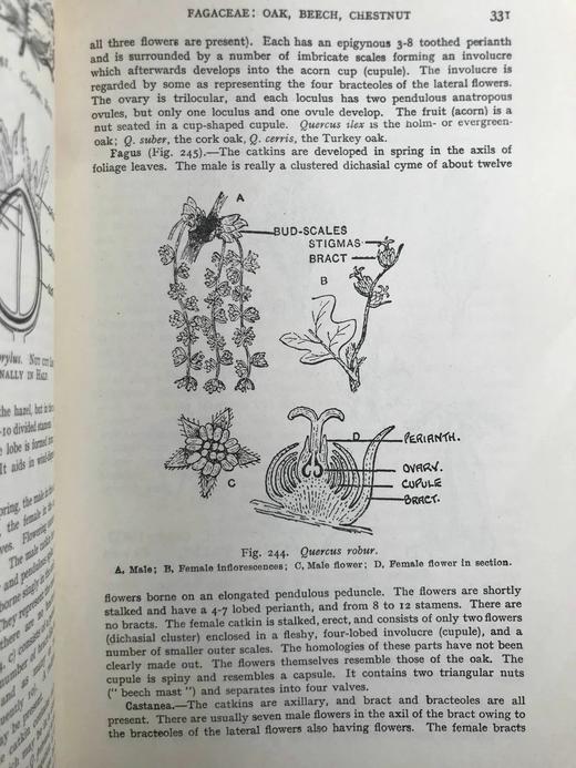 1959年 植物学教材 410幅插图 精装大32开 商品图11