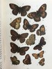 1888年 科尔曼《英国蝴蝶图鉴》 15页版画插图 漆布精装32开 商品缩略图11