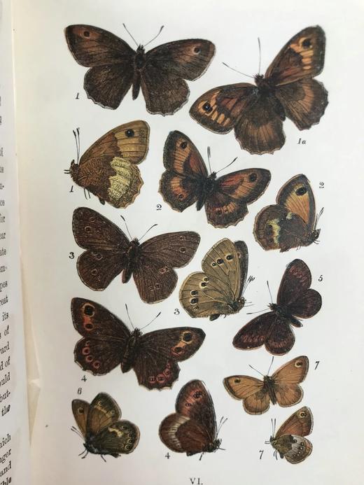 1888年 科尔曼《英国蝴蝶图鉴》 15页版画插图 漆布精装32开 商品图11