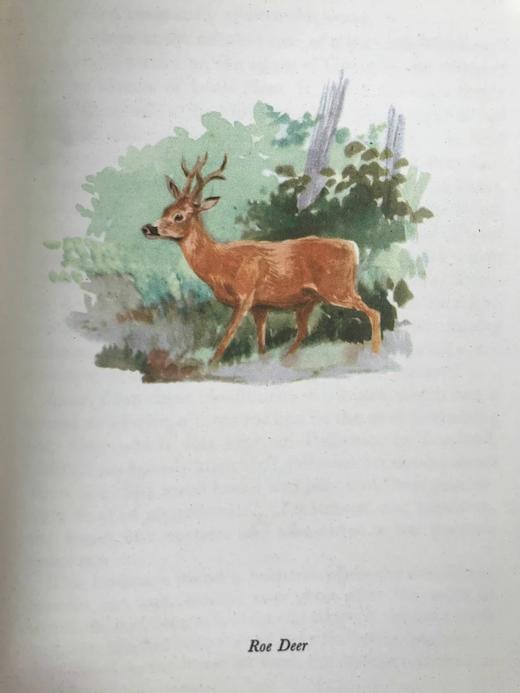 1956年 戴伊《它们行走于野外》 16幅彩色9幅黑白插图 精装大32开 商品图11