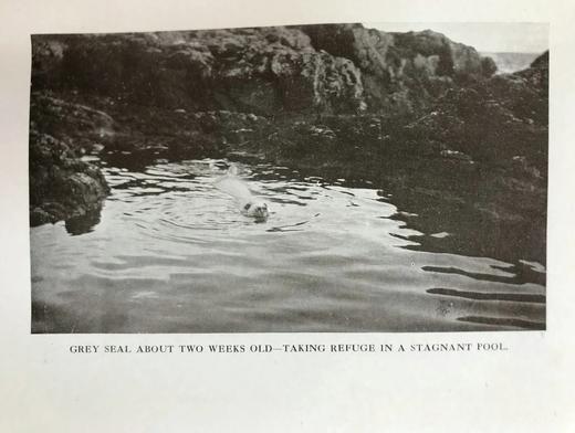 1920年 西顿·戈登《丘陵与峡谷之地：艾奥纳岛与内赫布里底群岛的野生动物》 57幅照片插图 漆布精装18开 商品图12