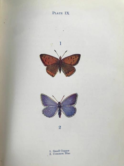 约20世纪早期 蝴蝶与飞蛾图鉴 48幅彩色插图 漆布精装32开 商品图5