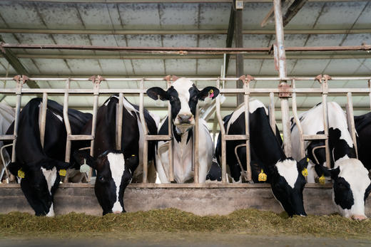 归一有机纯牛奶 200ml*12支/箱 商品图5