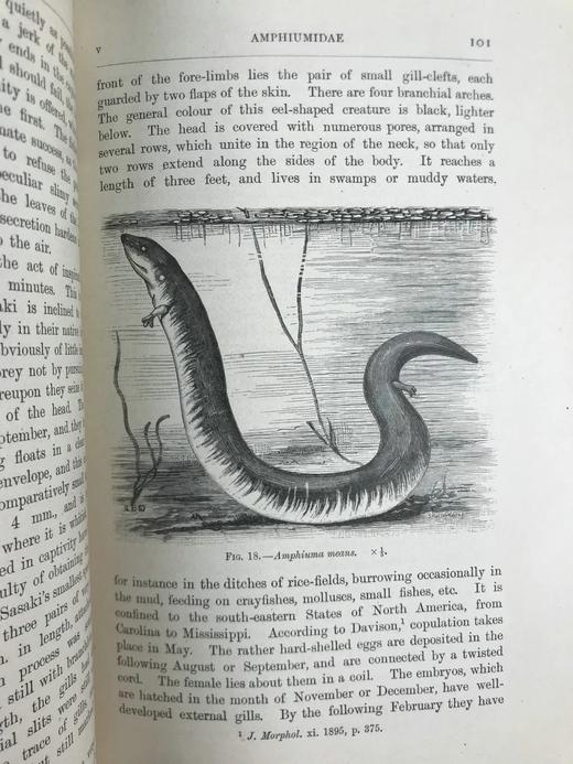 1920年 两栖与爬行动物图鉴 181幅插图 漆布精装大32开 商品图13