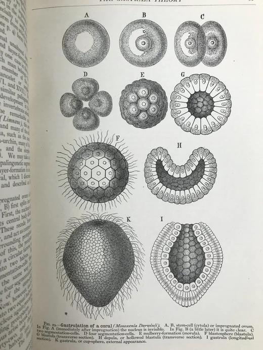 1923年 人类进化的科学研究（全2卷合订本） 408幅版画插图 漆布精装大32开 商品图11