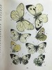 1888年 科尔曼《英国蝴蝶图鉴》 15页版画插图 漆布精装32开 商品缩略图12