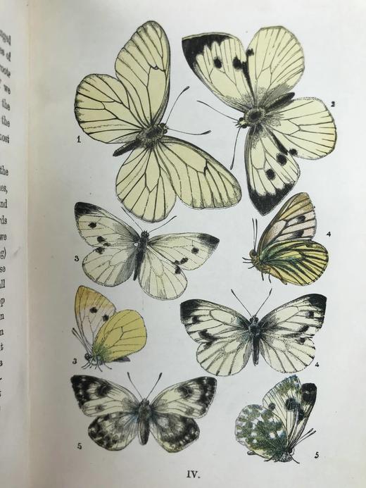 1888年 科尔曼《英国蝴蝶图鉴》 15页版画插图 漆布精装32开 商品图12