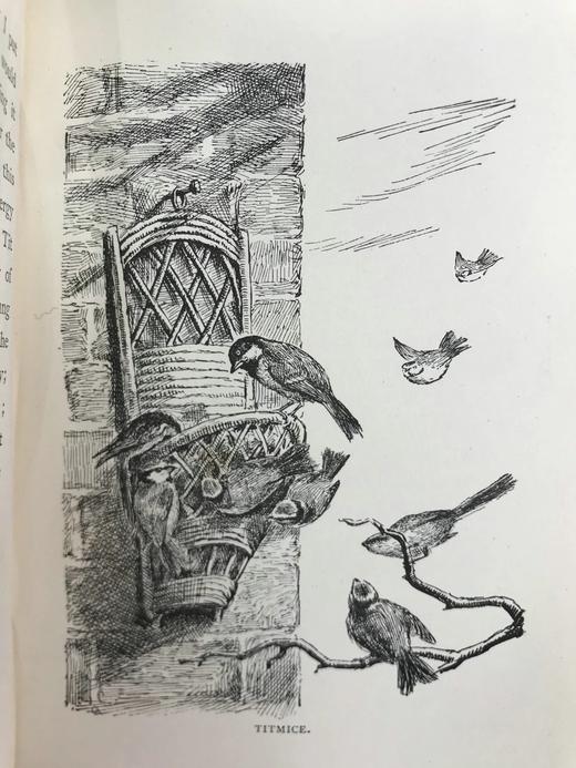 1891年 布莱特温夫人《以善意赢得的野生自然》 17幅插图 真皮精装36开 商品图10