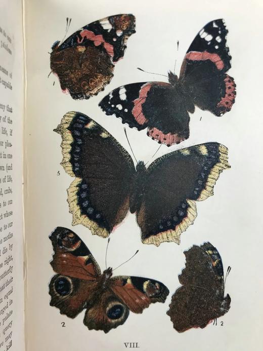 1888年 科尔曼《英国蝴蝶图鉴》 15页版画插图 漆布精装32开 商品图9