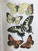 1888年 科尔曼《英国蝴蝶图鉴》 15页版画插图 漆布精装32开 商品缩略图4